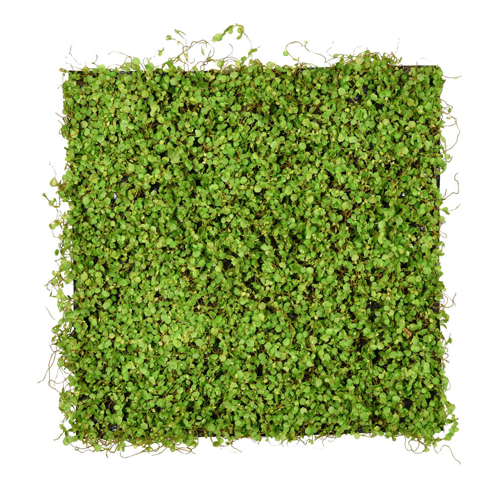 Vickerman 19.5'' Artificial Green Leaves Square Matt, Plastic