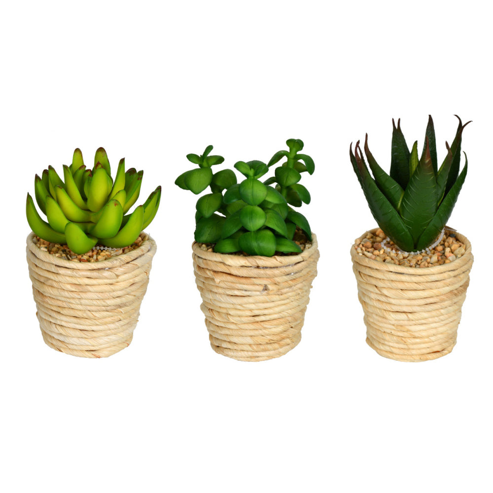 Vickerman 5" and 6" Artificial Assorted Potted Succulents, Polyethylene