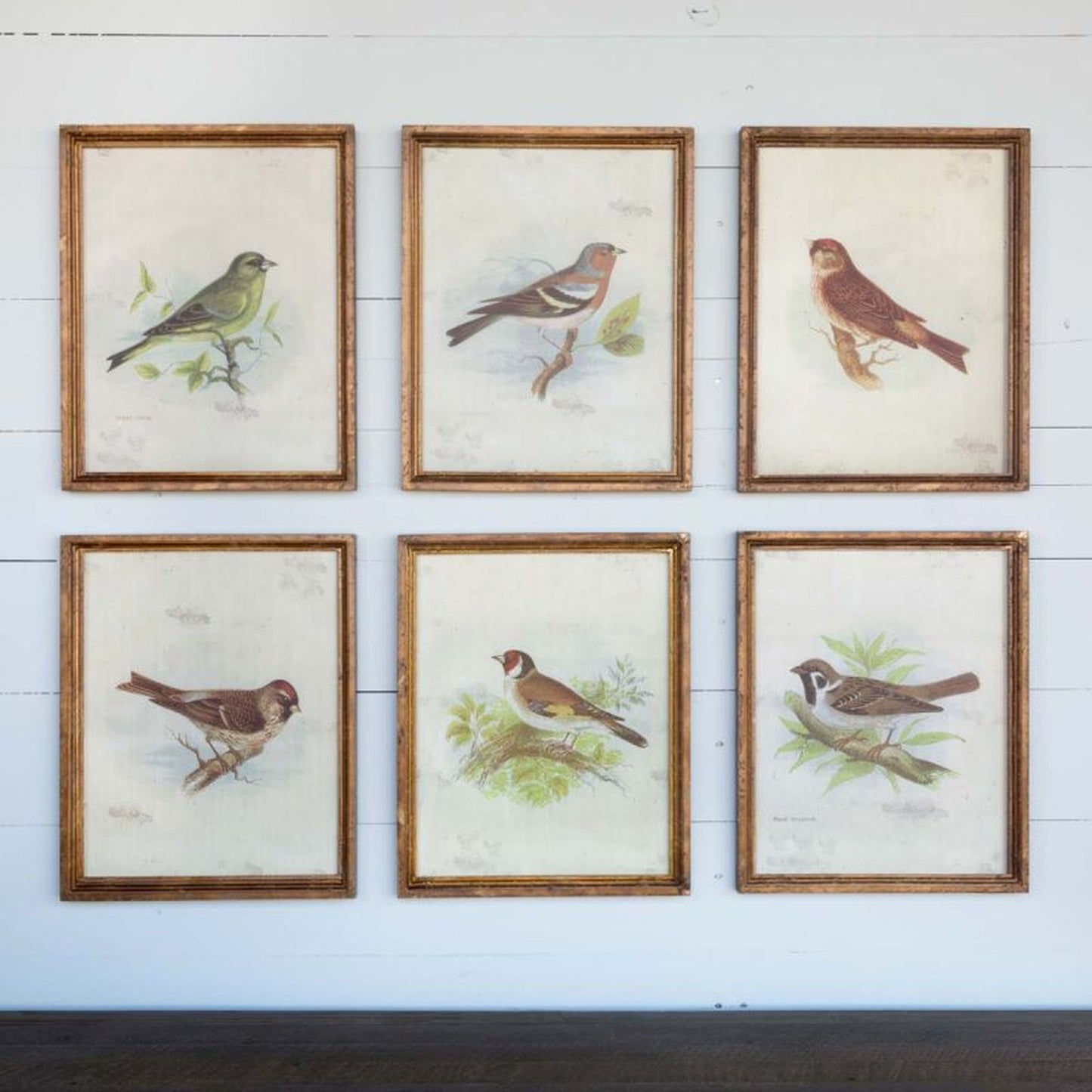 Park Hill Collection Southern Classic Vintage Bird Framed Prints, Set Of 6