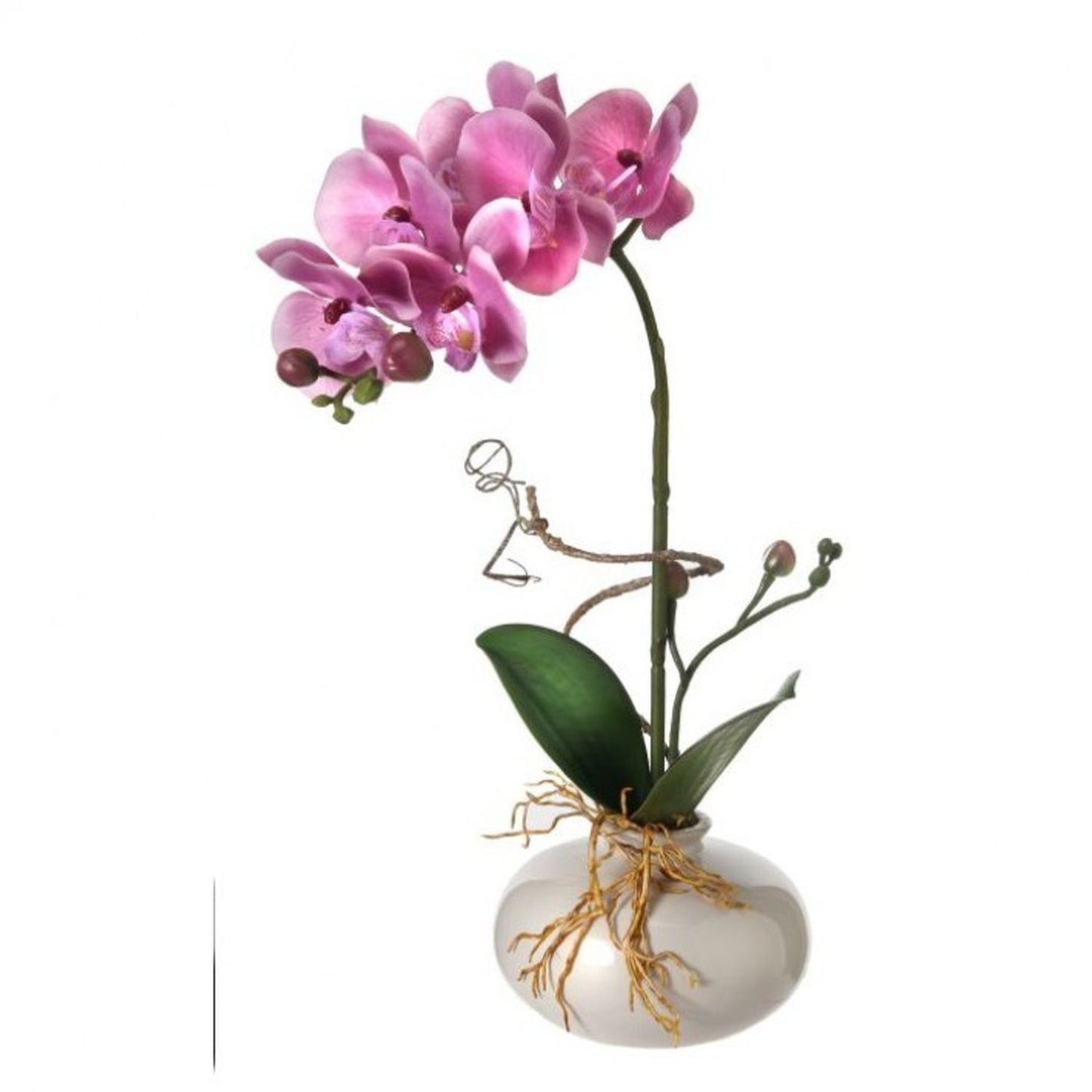 Regency International Mini Phaleanopsis In Ceramic Pot 15"