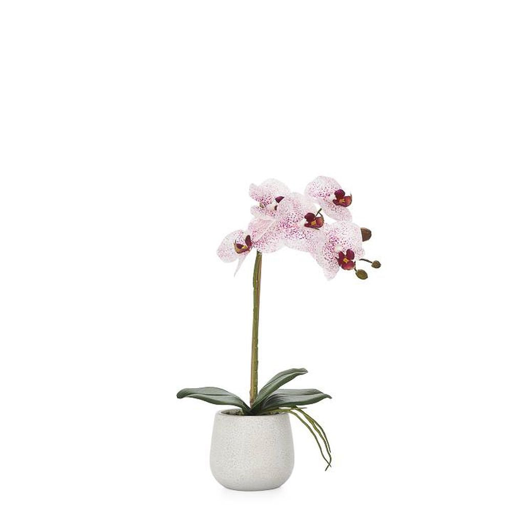 Torre & Tagus Phalaenopsis Potted Single Stem Orchid-Pink, 15