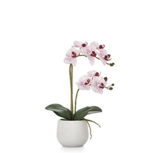 Load image into Gallery viewer, Torre &amp; Tagus Phalaenopsis Potted Single Stem Orchid-Pink, 15&quot;