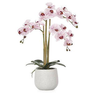 Torre & Tagus Phalaenopsis Potted Single Stem Orchid-Pink, 15"