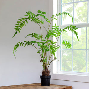 Park Hill Collection Forest Fern Plant In Growers Pot