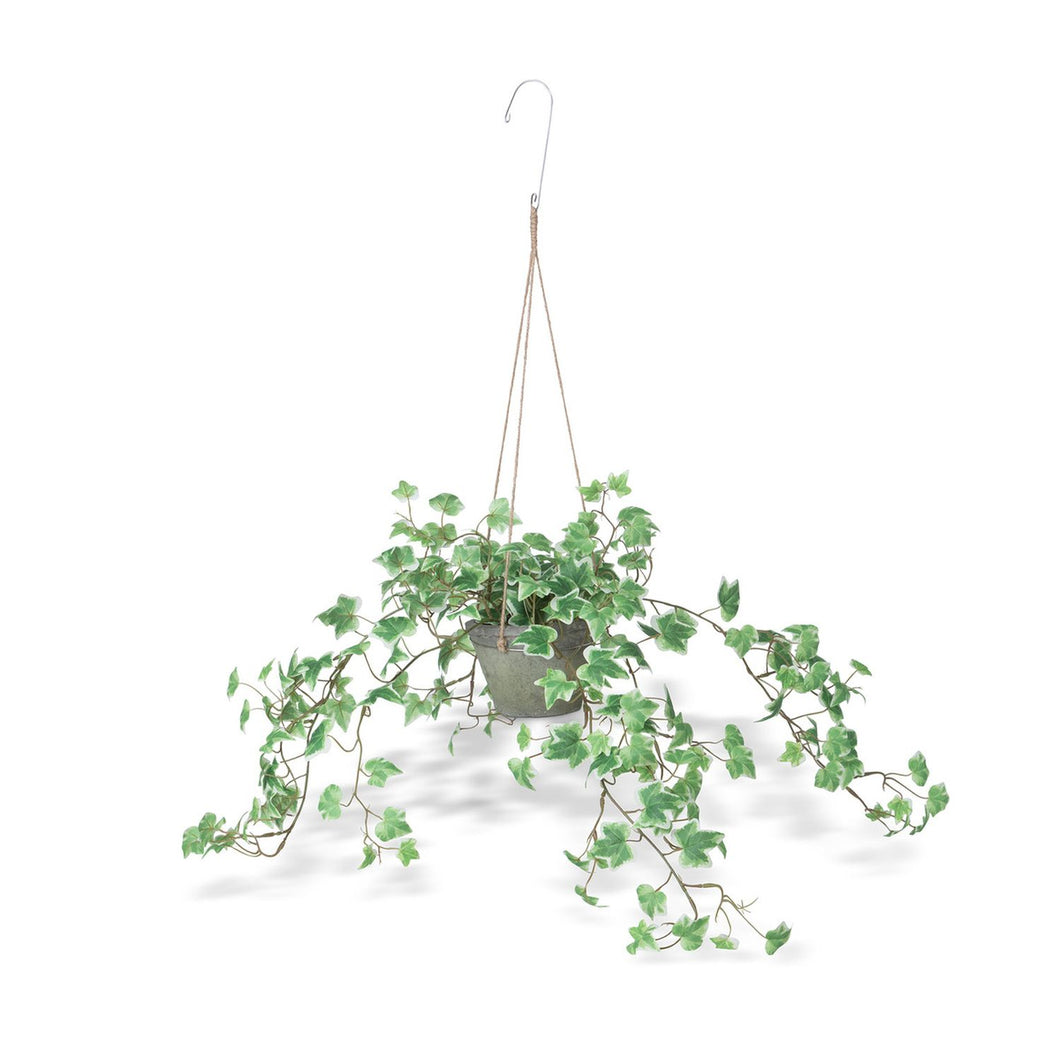 Park Hill Collection Garden Floral Variegated Ivy Plant, Hanging