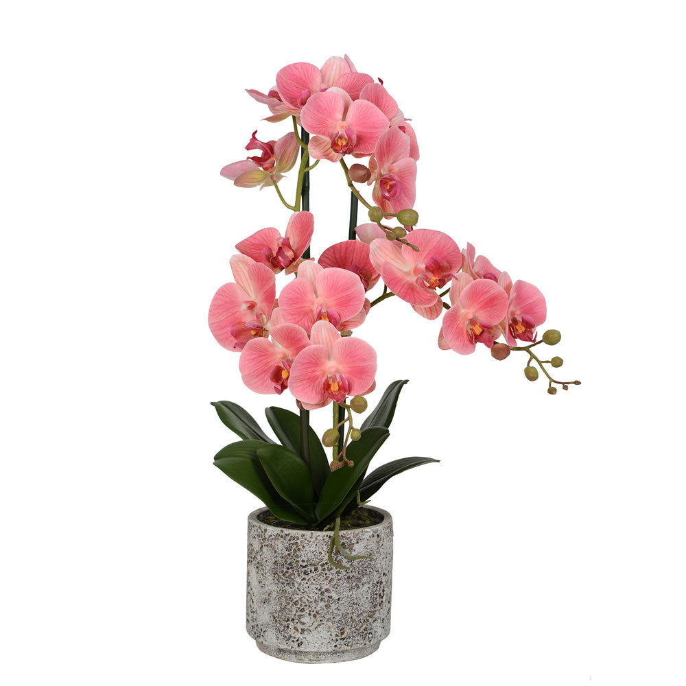 Vickerman 24" Artificial Pink Phalaenopsis in Cement Pot, Plastic