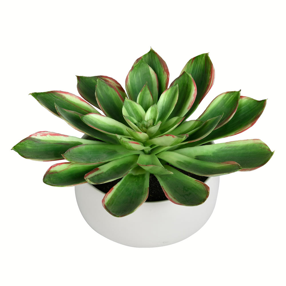 Vickerman 10" Artificial Potted Green Succulent, Plastic