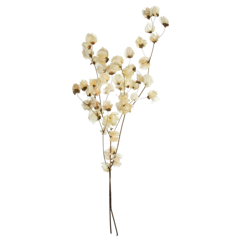 Vickerman 20-24" Natural Bleached Cara Blossom Spray with 60 Flower Buds, Dried