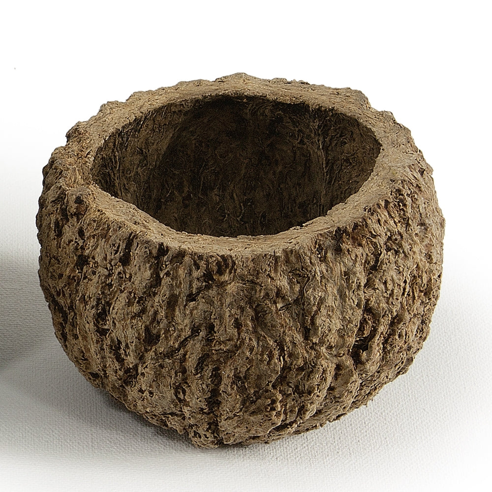 Vickerman 3" Wide Natural Mayan Coconut, 10 per Pack, Dried