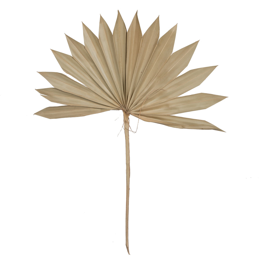 Vickerman 20" Palm Sun Spear Natural Pack Of 50