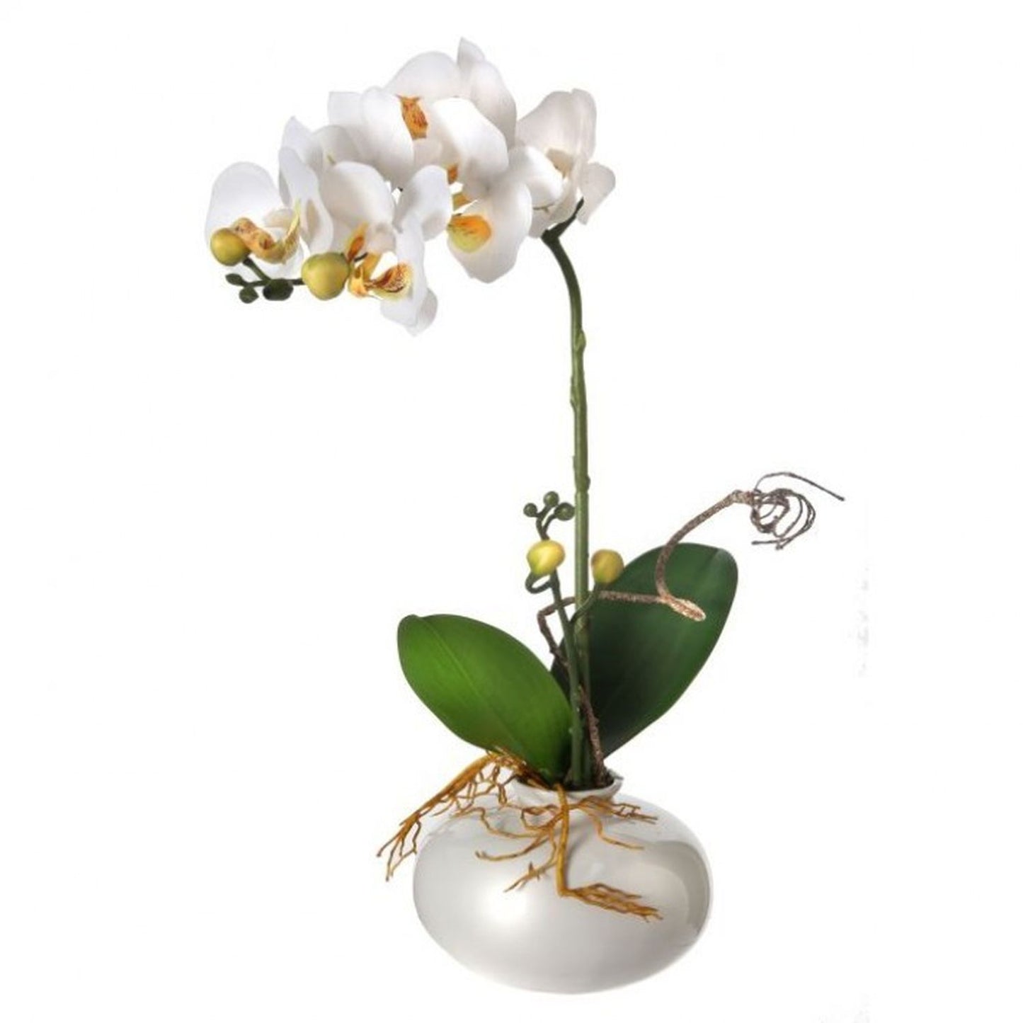 Regency International Mini Phaleanopsis In Ceramic Pot 15"