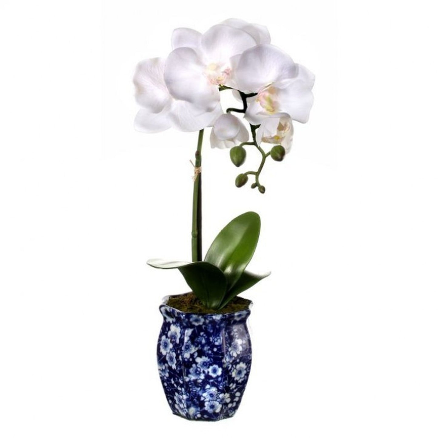 Regency International Potted Phalaenopsis In Ming Pot