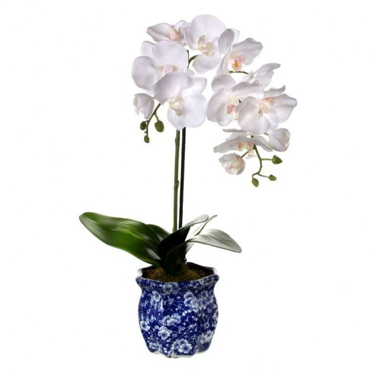 Regency International Potted Phalaenopsis In Ming Pot