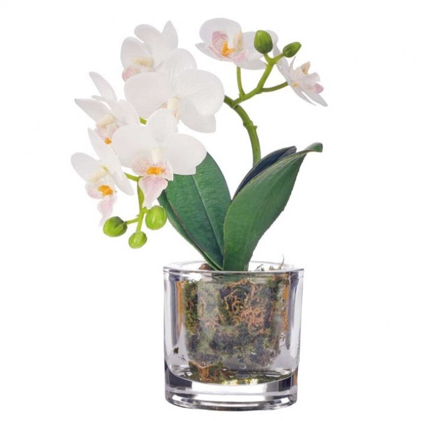 Regency International Phalaenopsis in Illusion 10"