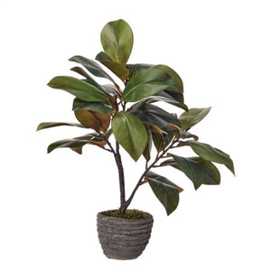 Regency International Plastic  Natural Touch Magnolia Leaf Plant In Cement 24"