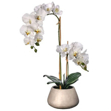 Load image into Gallery viewer, Regency International Natural Touch PhalaenopsisIn Cement Pot 24&quot;