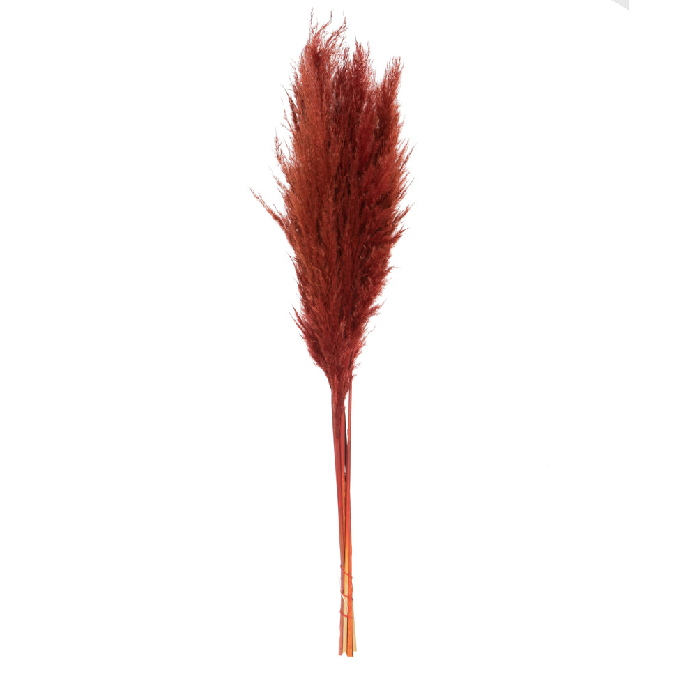 Vickerman 46" Dried Bordeaux Pampas Grass 6 Pack with Two Stems for Indoor