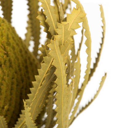 Vickerman 12" Jumbo Basil Banksia Flower with Stem, 3 Stems per Pack, Dried