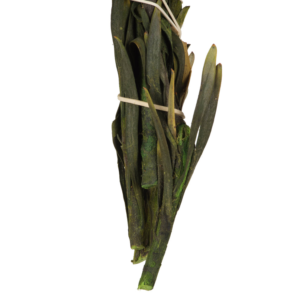 Vickerman 8-20" Basil Plumosum, Female, 8 flower heads per bundle, Preserved