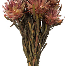 Load image into Gallery viewer, Vickerman 8-20&quot; Erica Pink Plumosum, Female, 8 Flower Heads Per Bundle
