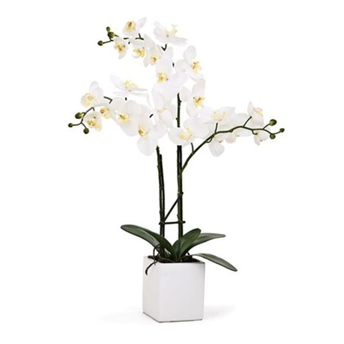 Torre & Tagus Orchid Potted Triple Stem 23" - White, Ceramic