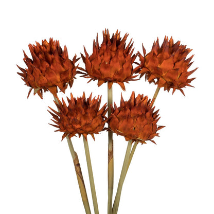 Vickerman 15" Autumn Artichoke Head attached to a Reed Stem, Dried
