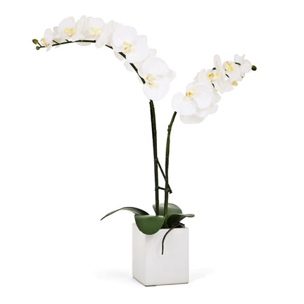 Torre & Tagus Orchid Potted Double Stem 23" - White, Ceramic