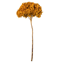 Load image into Gallery viewer, Vickerman 15” Aspen Gold Hydrangea With Multiple Branch Segments. Preserved