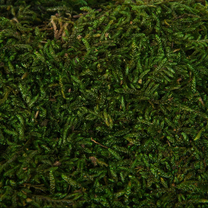 Vickerman Tray of Green Sheet Moss, Preserved