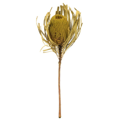 Vickerman 12" Jumbo Basil Banksia Flower with Stem, 3 Stems per Pack, Dried