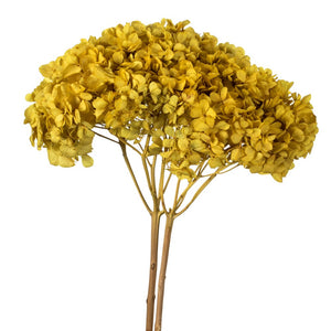 Vickerman 15” Yellow Hydrangea With Multiple Branch Segments. Preserved
