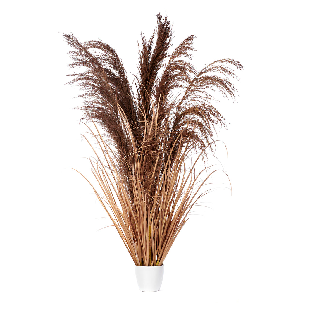 Goodwill Pampas Plume Grass In Pot Two-tone Brown/Cream 122Cm