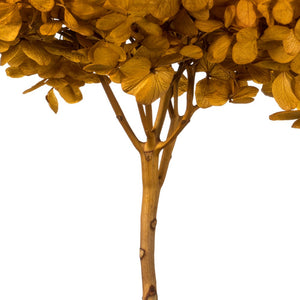Vickerman 15” Aspen Gold Hydrangea With Multiple Branch Segments. Preserved