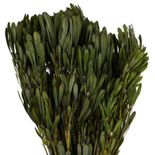 Load image into Gallery viewer, Vickerman 18-24&quot; Oasis Green Platys Foliage Bundle. Comes In A 10 Oz Bundle