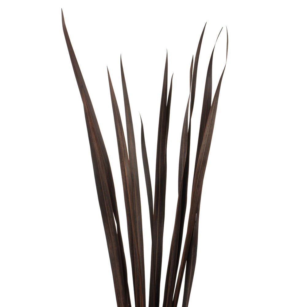 Vickerman 18-30” Brown Snake Grass, Includes 36 Stems, Dried