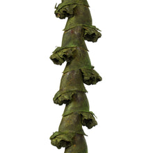 Load image into Gallery viewer, Vickerman 40-48&quot; Basil Ladder Branches - Xl, Straight, 7 Stems, Dried