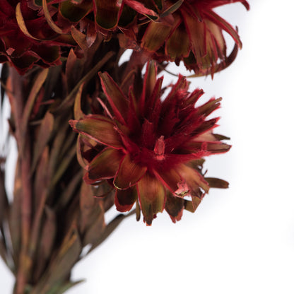 Vickerman 8-20" Red Plumosum, Female, 8 flower heads per bundle, Preserved