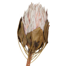 Load image into Gallery viewer, Vickerman 11-13&quot; Blush King Protea Stem, 2 Packs, Dried