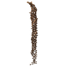Load image into Gallery viewer, Vickerman 36-44&quot; Natural Ladder Branches - Xl, Curled, 5 Stems, Dried