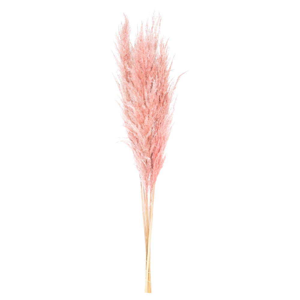 Vickerman 46" Dried Dusty Rose Pampas Grass 6 Pack with Two Stems for Indoor