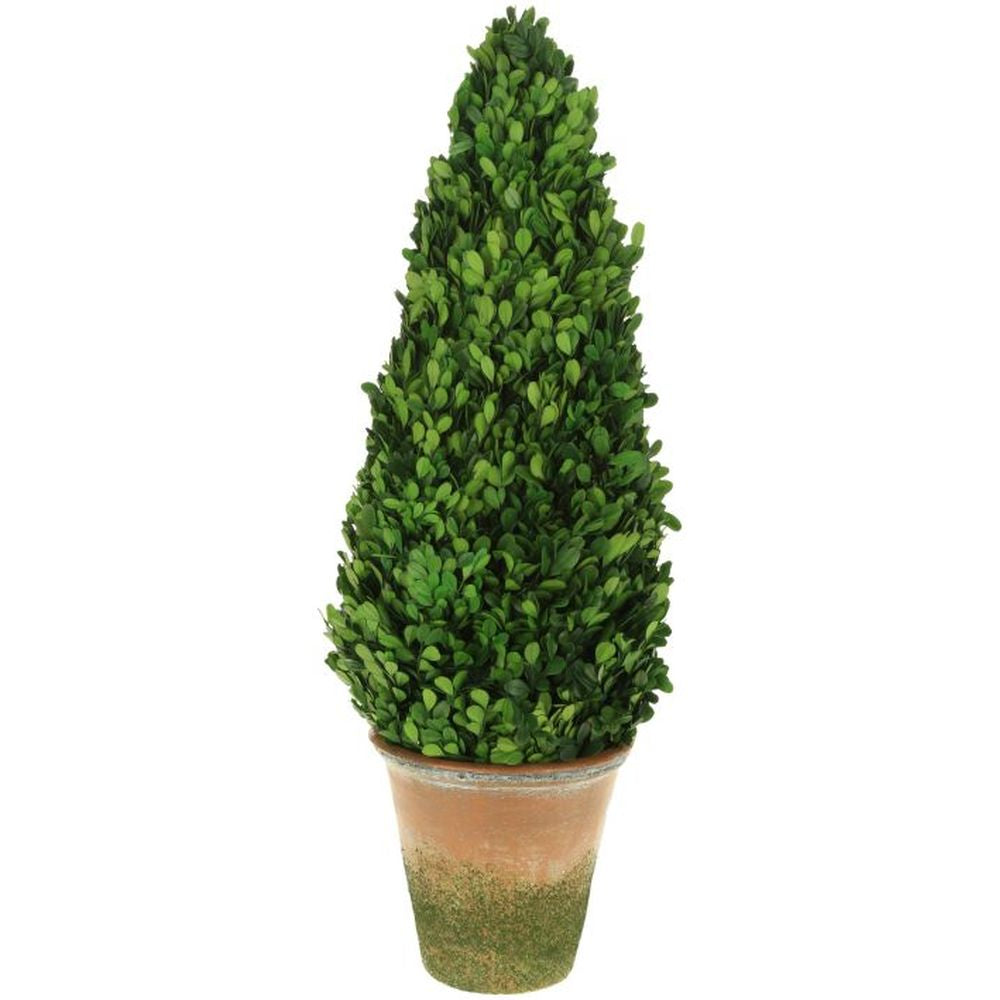 Mark Roberts 2020 Boxwood Topiary Cone, 31 inches