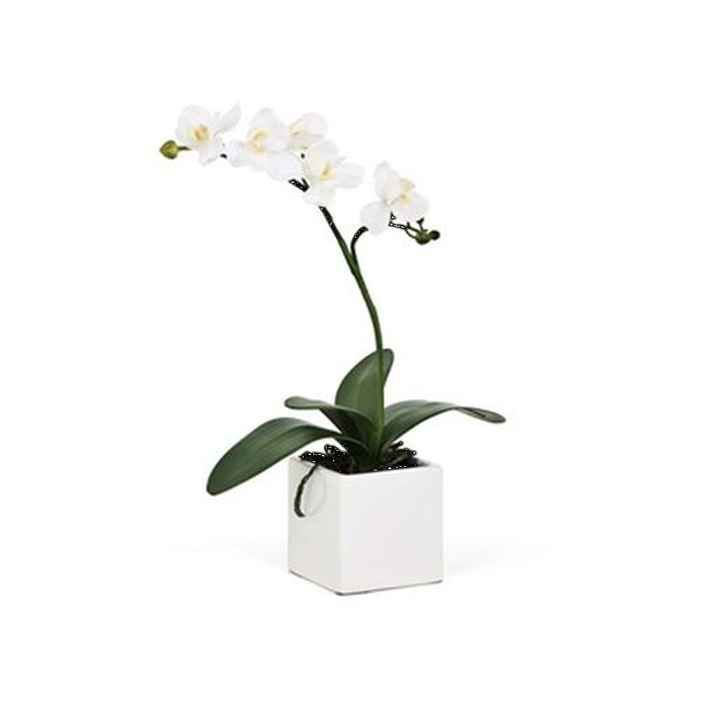 Torre & Tagus Orchid Potted Single Stem 16" - White, Ceramic.