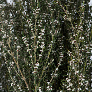 Vickerman 22-26" Natural White Grabia, 5-6 Oz Bundle, Preserved
