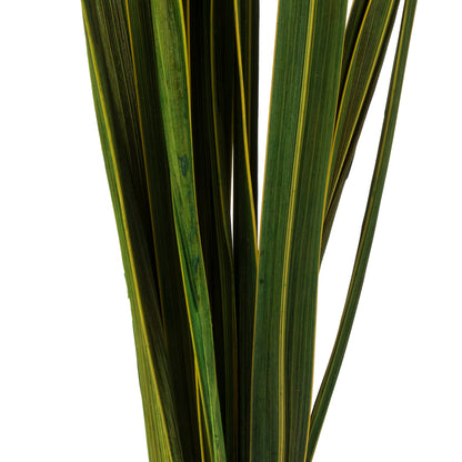 Vickerman 18-30" Basil Snake Grass Includes 36 Stems (3-12 Stem Bundles), Dried