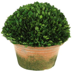 Mark Roberts Spring 2020 Boxwood Topiary in Pot, 12 inches