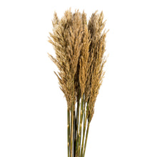 Load image into Gallery viewer, Vickerman 36&quot; Ivory Plume Reed Bundle (15-20 Stems), Preserved
