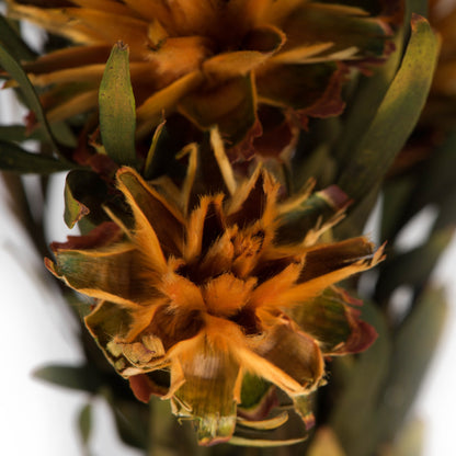Vickerman 8-20" Autumn Plumosum, Female, 8 flower heads per bundle, Preserved