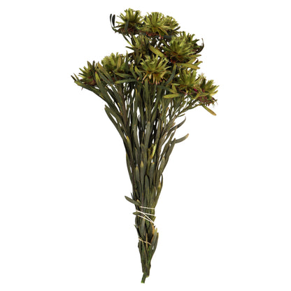 Vickerman 8-20" Basil Plumosum, Female, 8 flower heads per bundle, Preserved