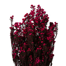 Load image into Gallery viewer, Vickerman 12-22&quot; Raspberry Phylica Bundle, Includes 10 Oz, Preserved