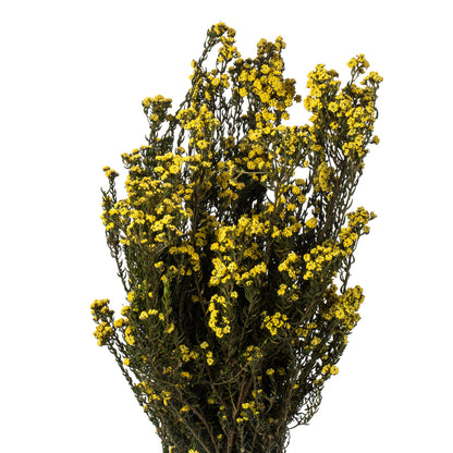 Vickerman 12-22" Yellow Phylica, 5-6 Oz Bundle, Preserved